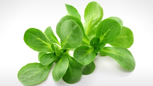 Feldsalat Schale 125g