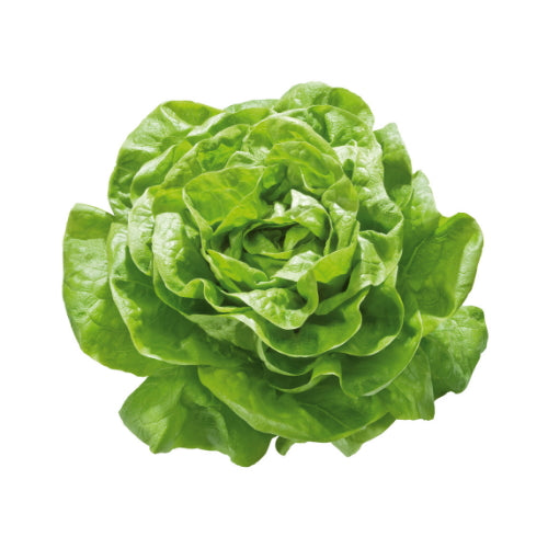 Kopfsalat